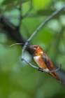A rufous hummingbird perched looks on. Art Print